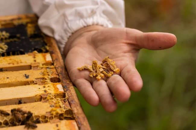 Propolis contre les allergies